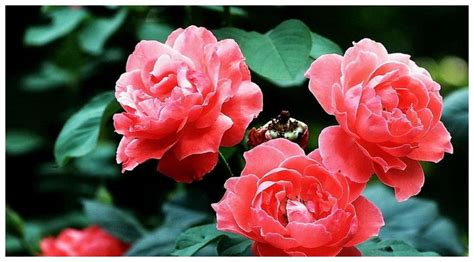 月季开花期间怎么施肥 月季花施肥呢牢记这2点