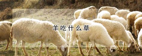 小羊的尾巴有什么作用 羊尾巴用途介绍