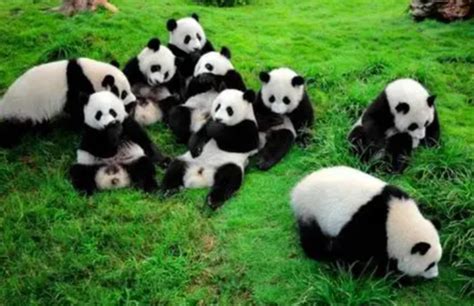 为什么大熊猫被称为国宝 大熊猫的生态价值